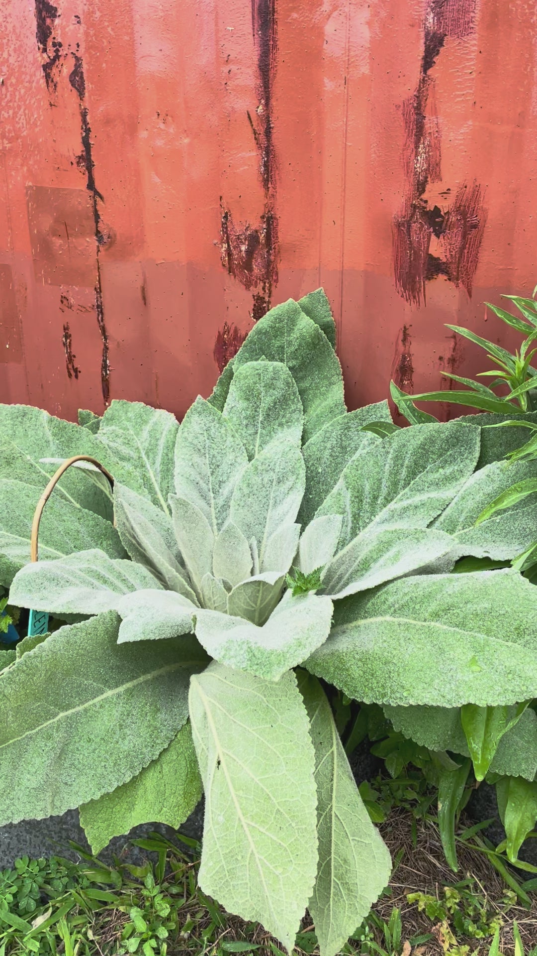 Load video: Mullein