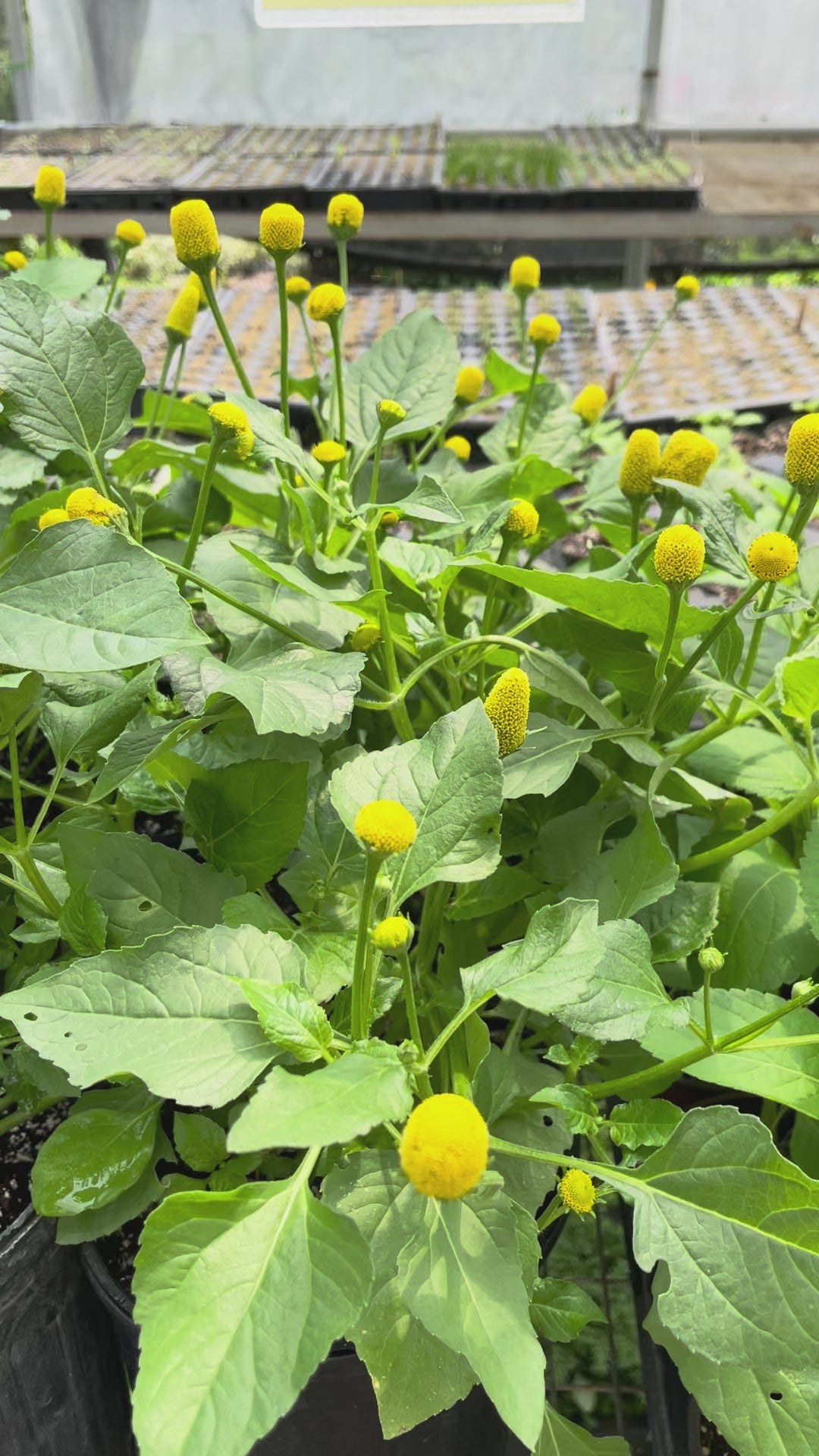 Load video: Spilanthes aka Buzz Buttons
