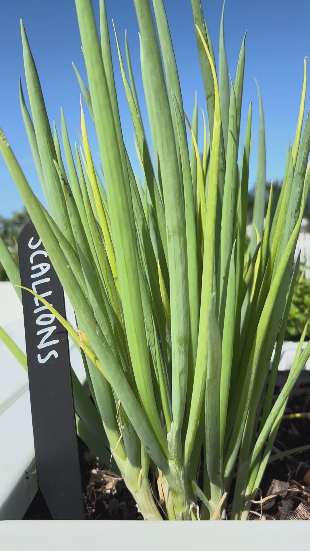Load video: Scallions