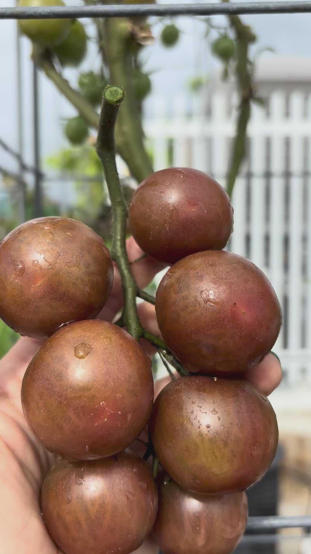 Load video: Black Cherry Tomato