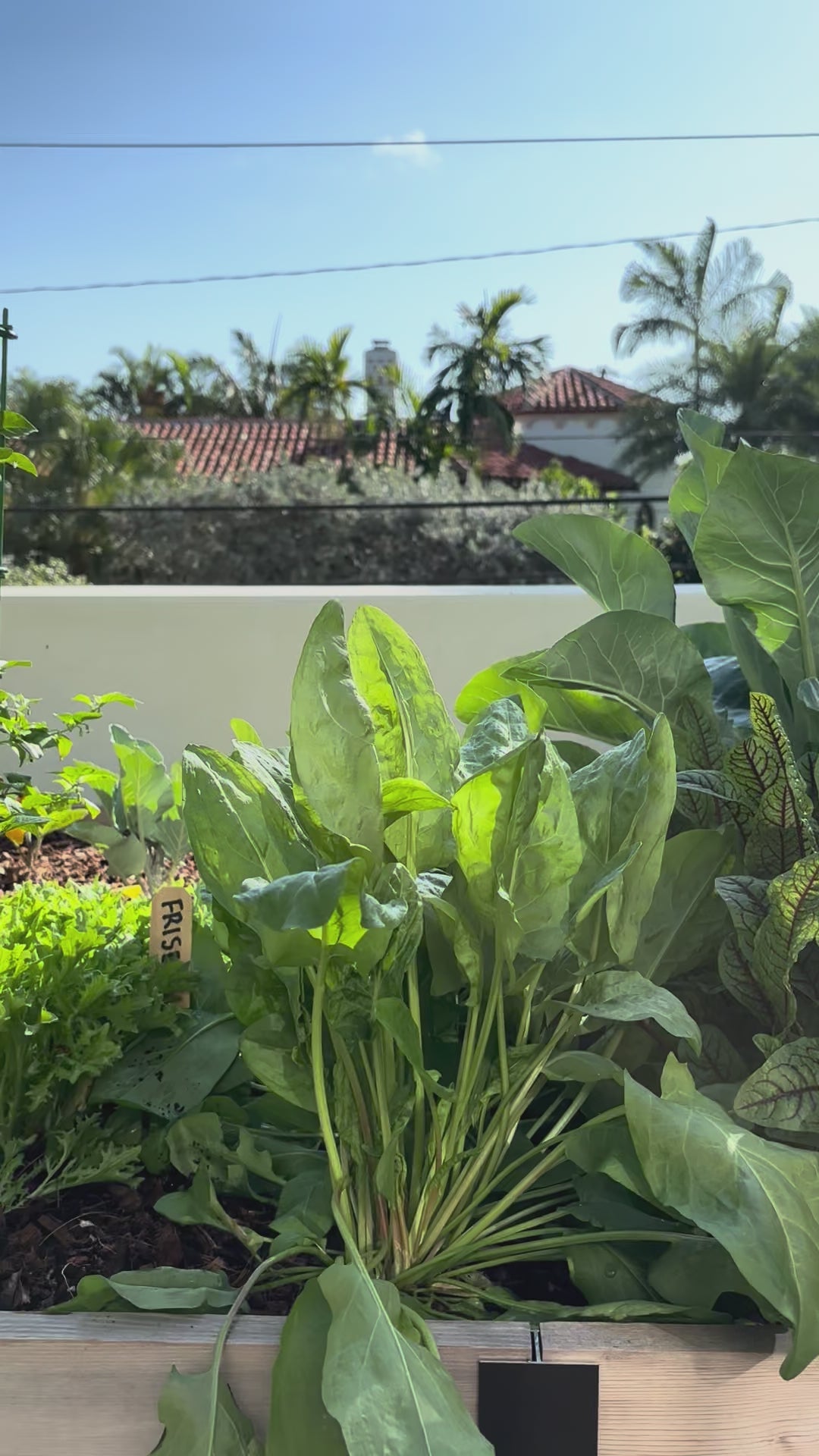 Load video: Green Sorrel