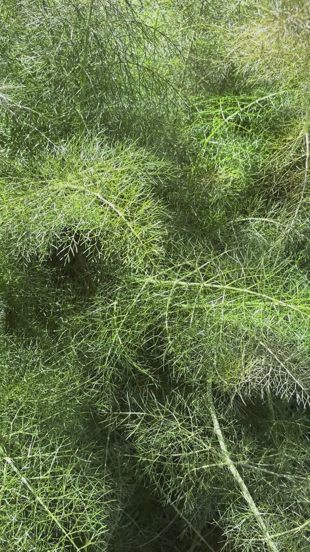 Load video: Bronze Fennel