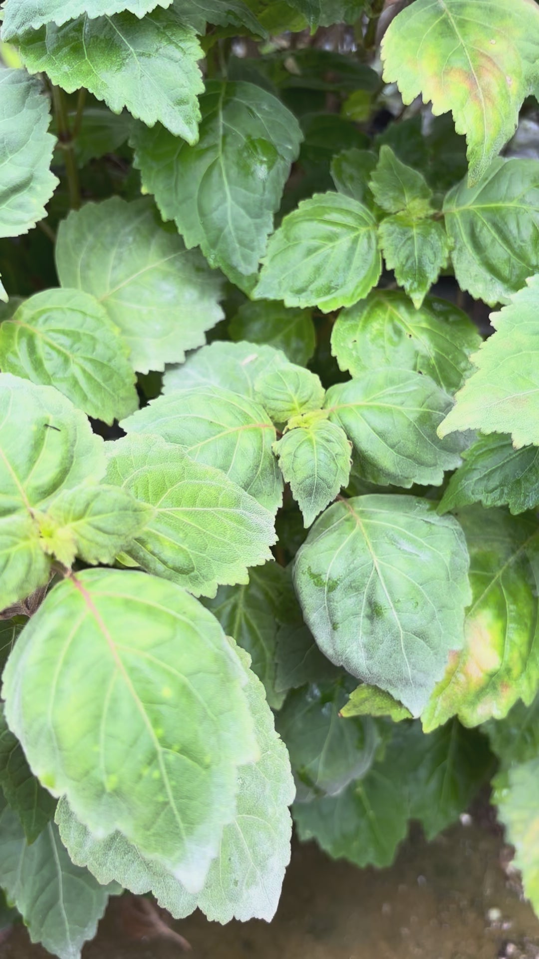 Load video: Patchouli