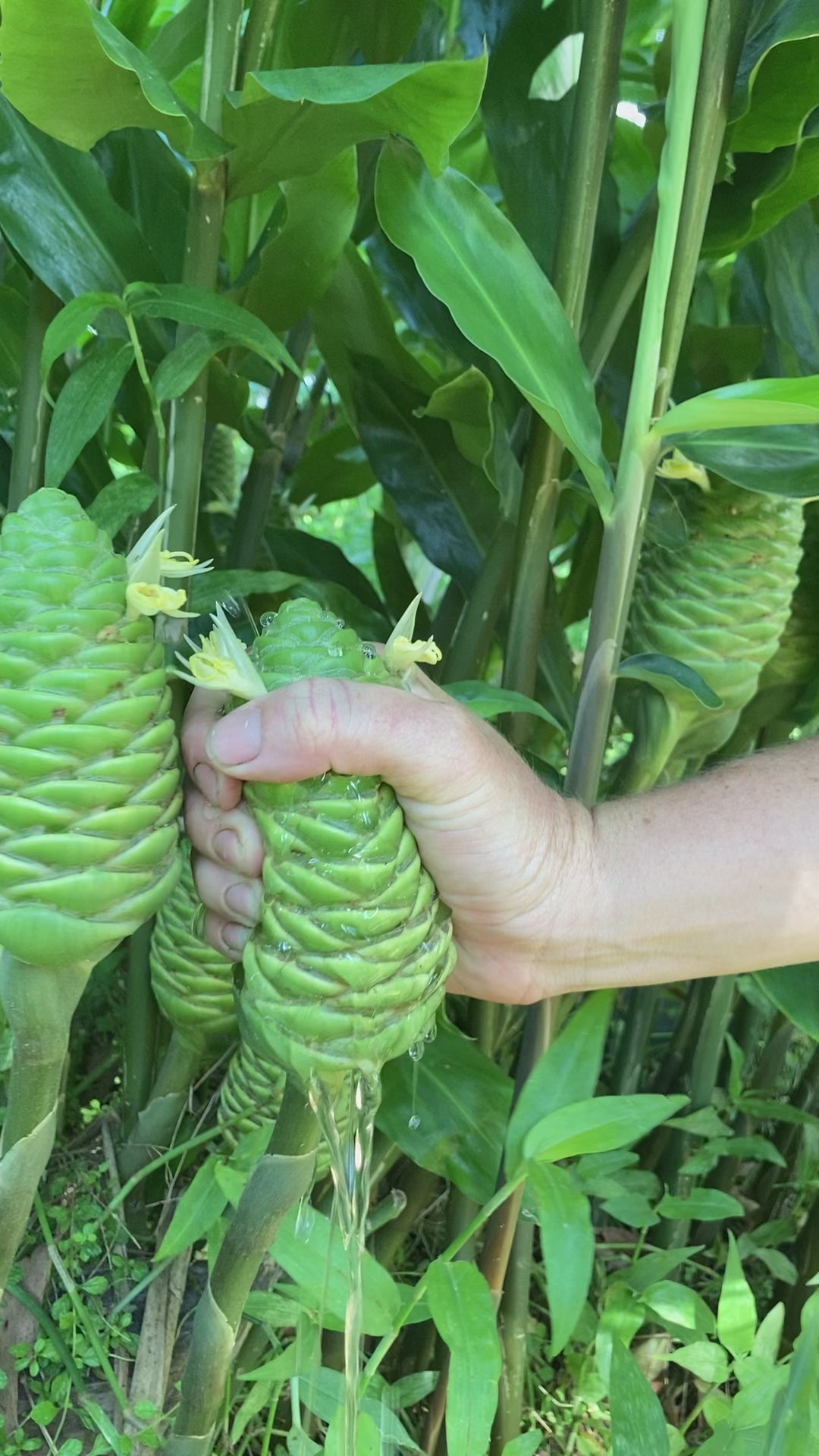 Load video: Awapuhi aka Shampoo Ginger