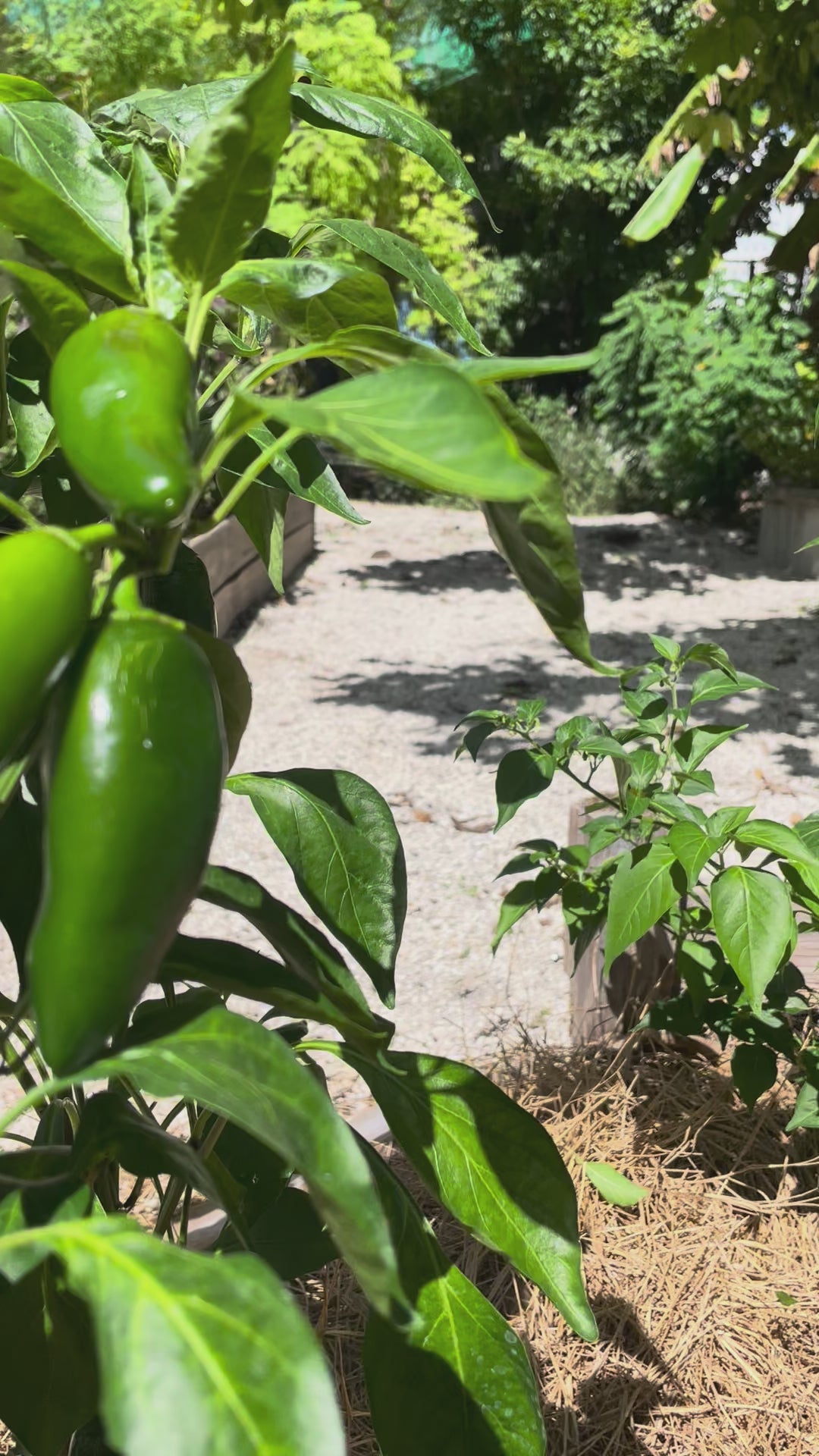Load video: Jalapeño Pepper