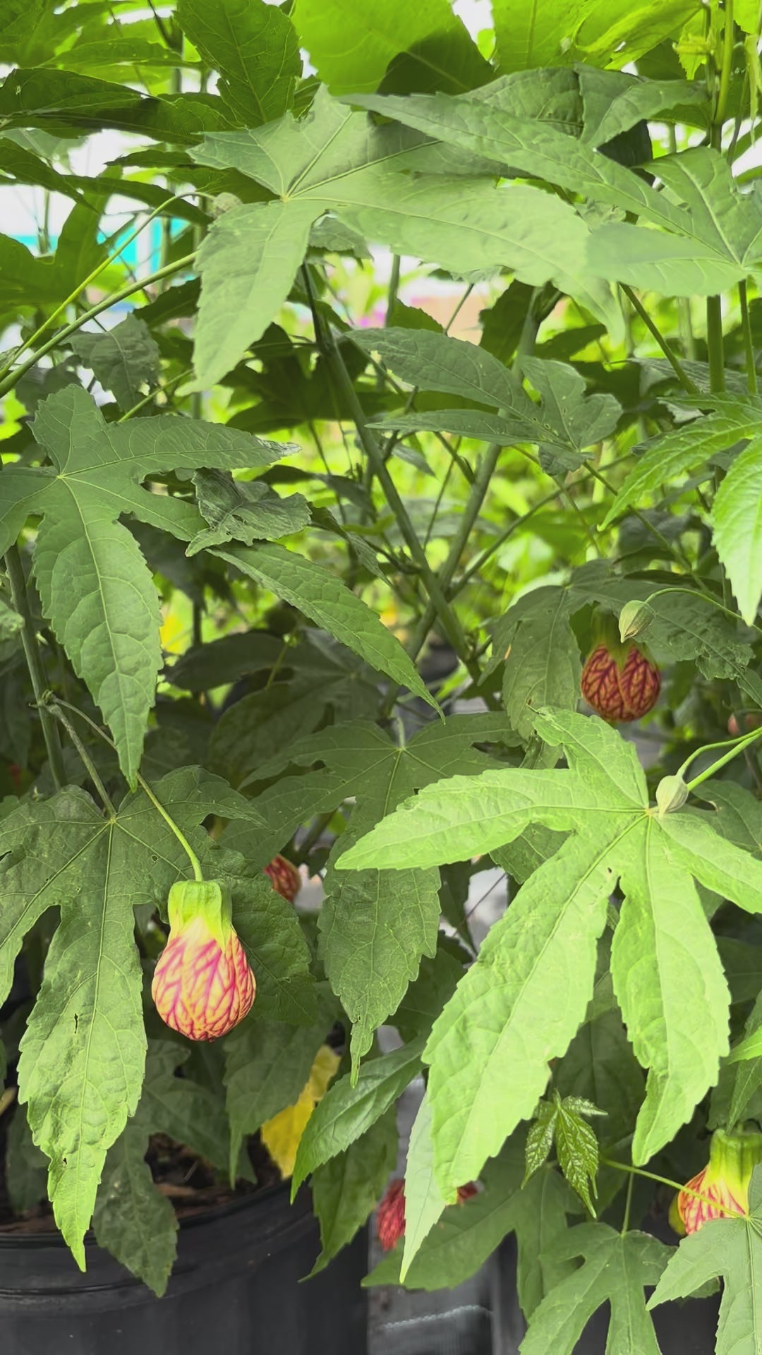 Load video: Chinese Lantern, Abutilon