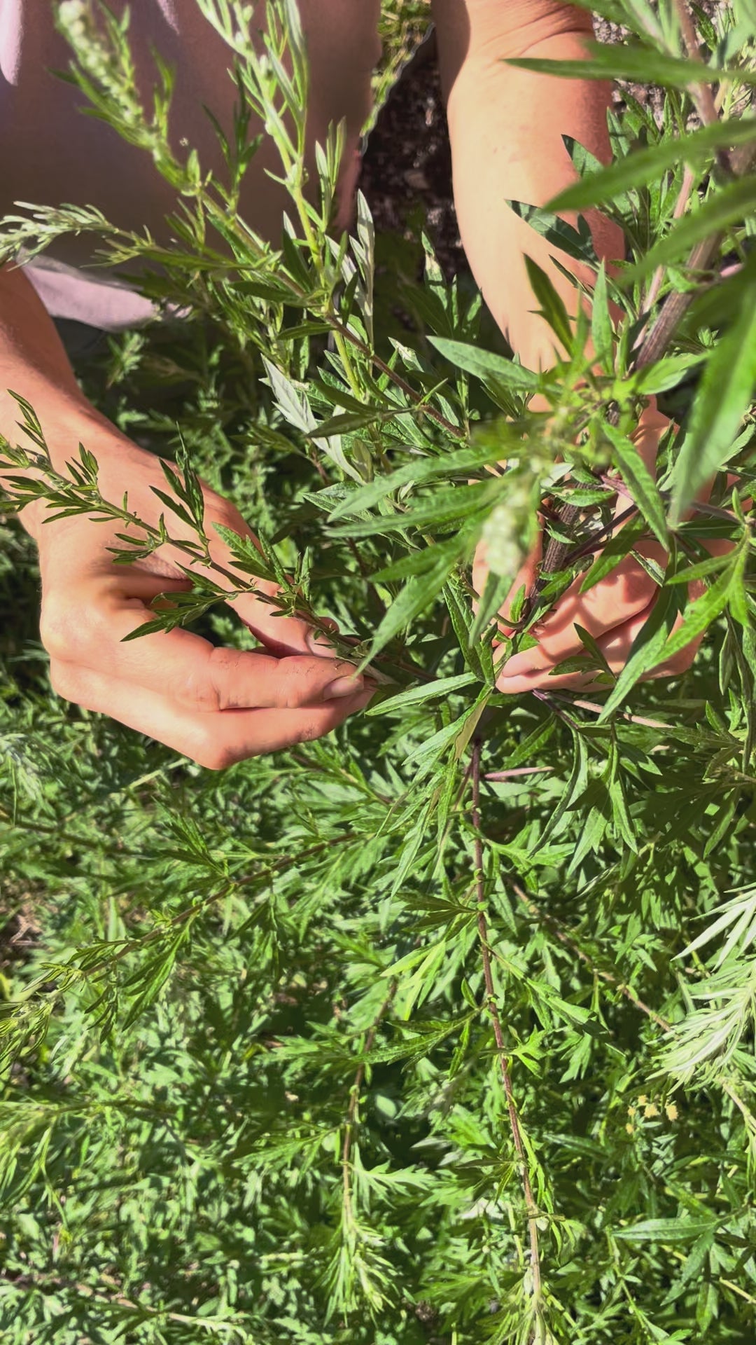 Load video: Mugwort