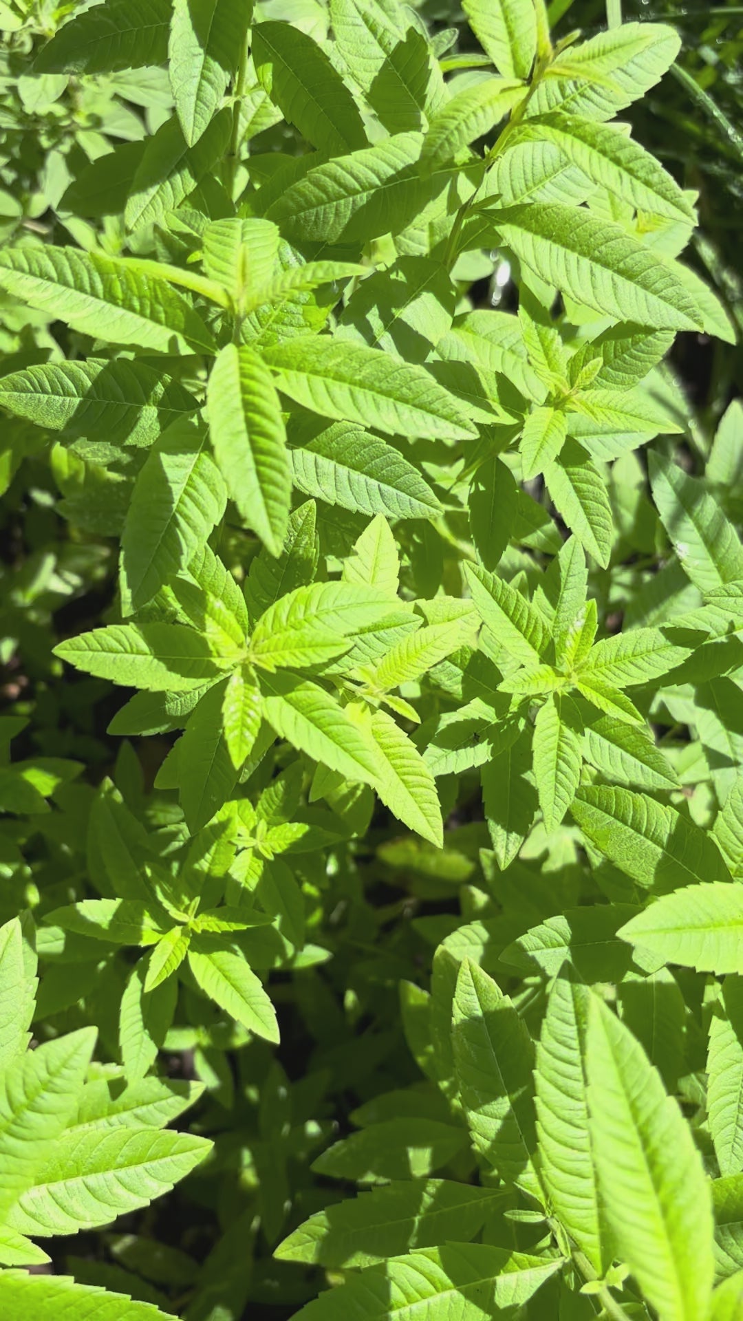 Load video: Lemon Verbena