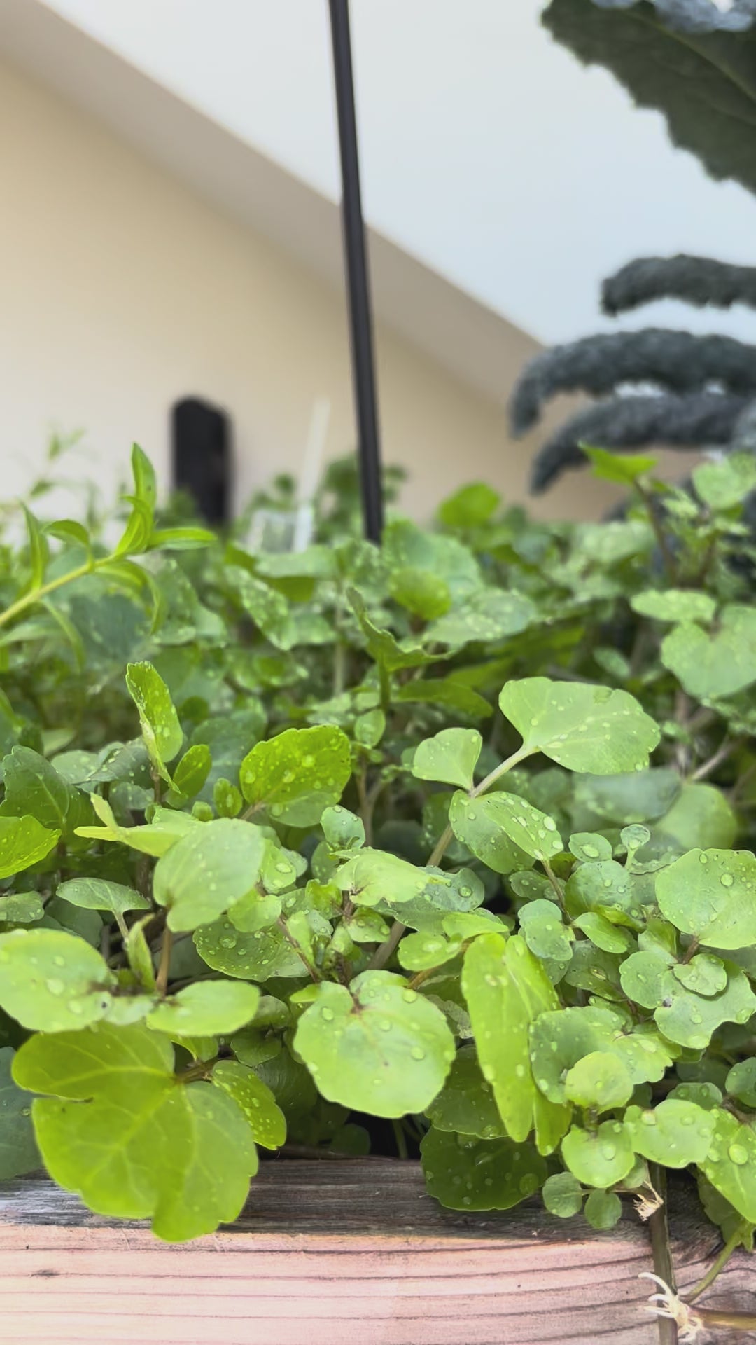 Load video: Watercress