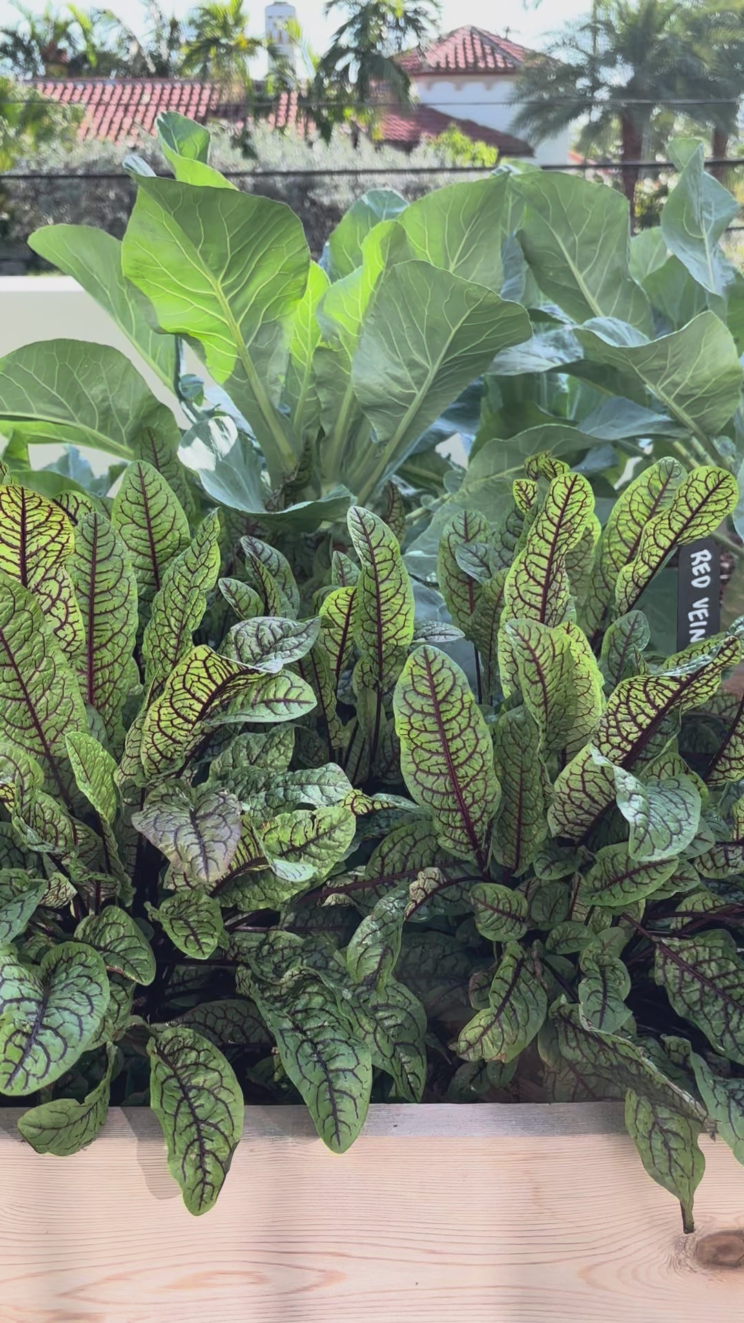 Load video: Red Veined Sorrel