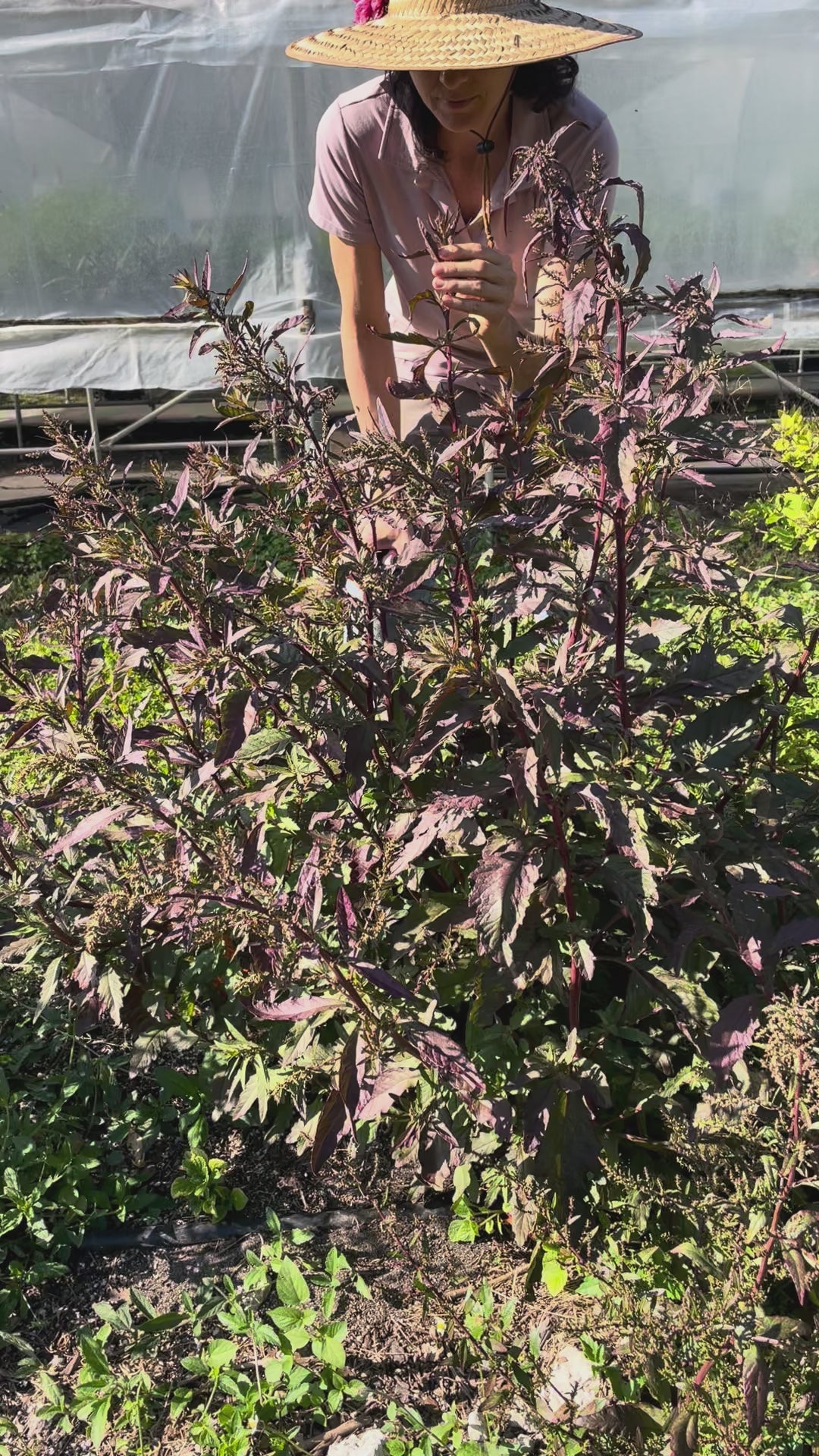 Load video: Oaxacan Red Epazote