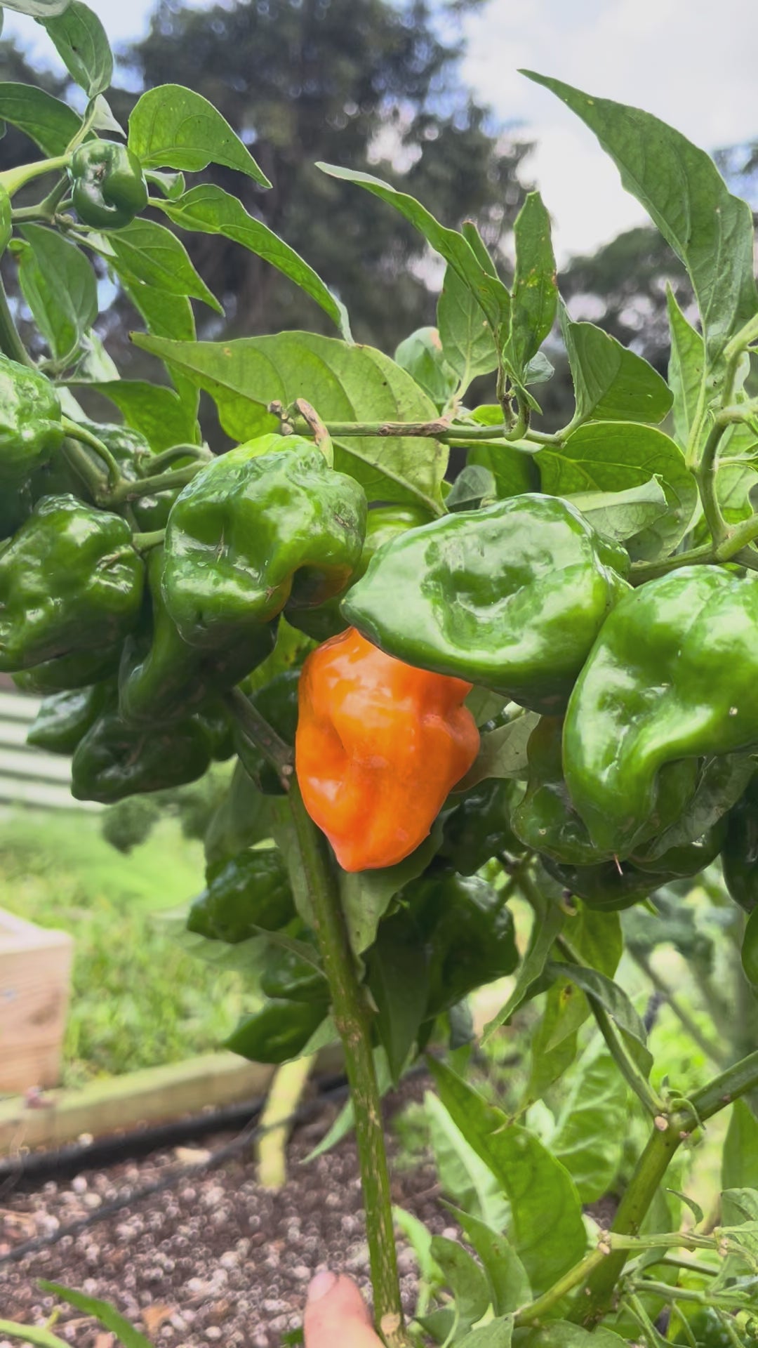 Load video: Helios Habanero Pepper