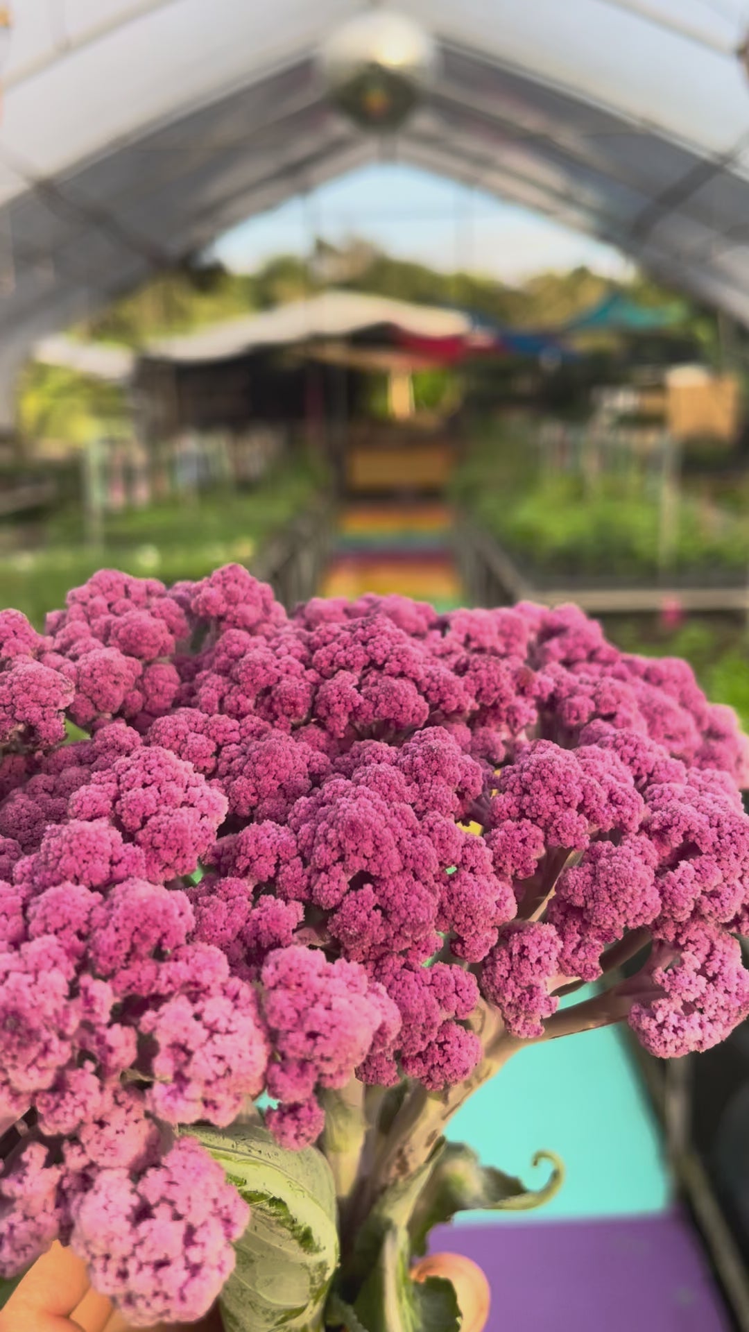 Load video: Purple Fioretto Cauliflower