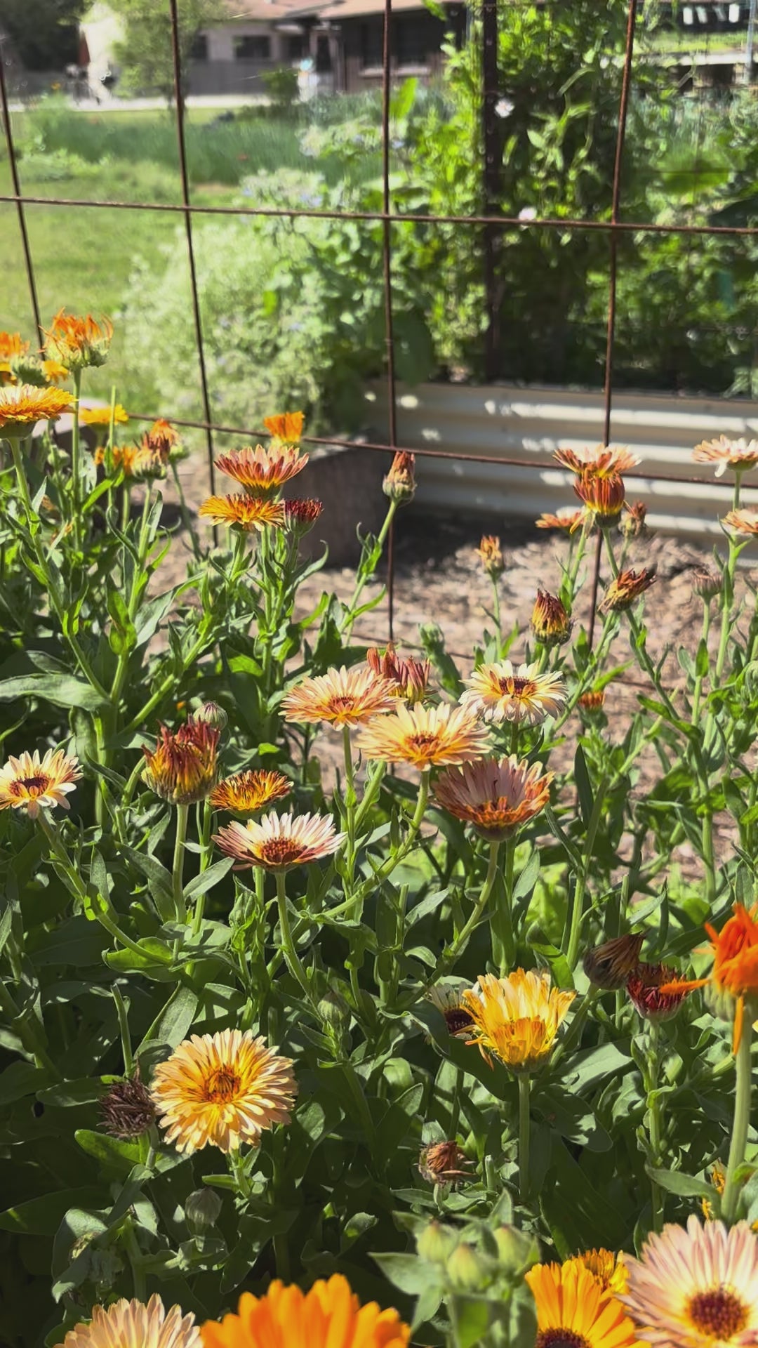 Load video: Flashback Calendula