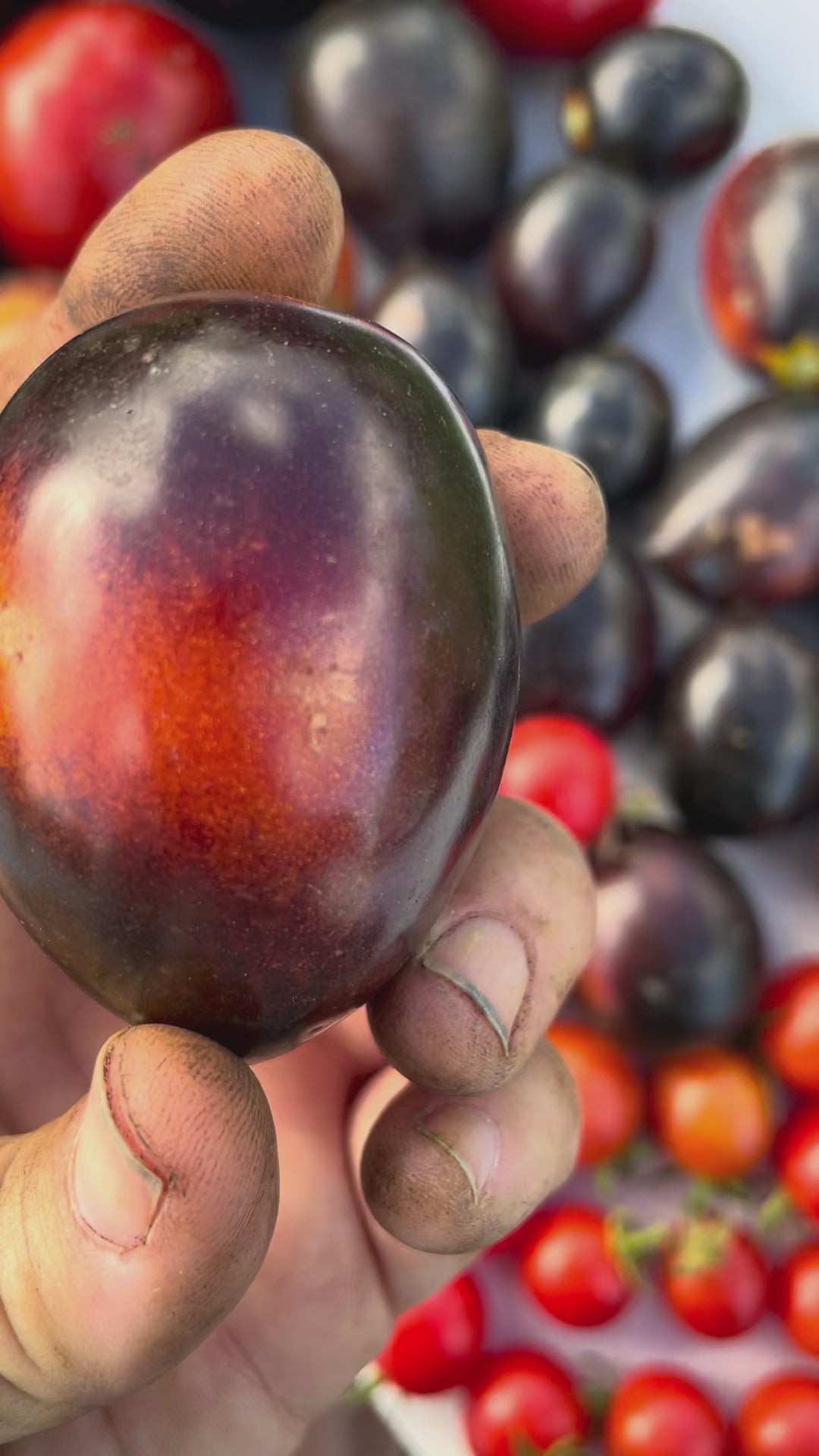 Load video: Midnight Roma Paste Tomato