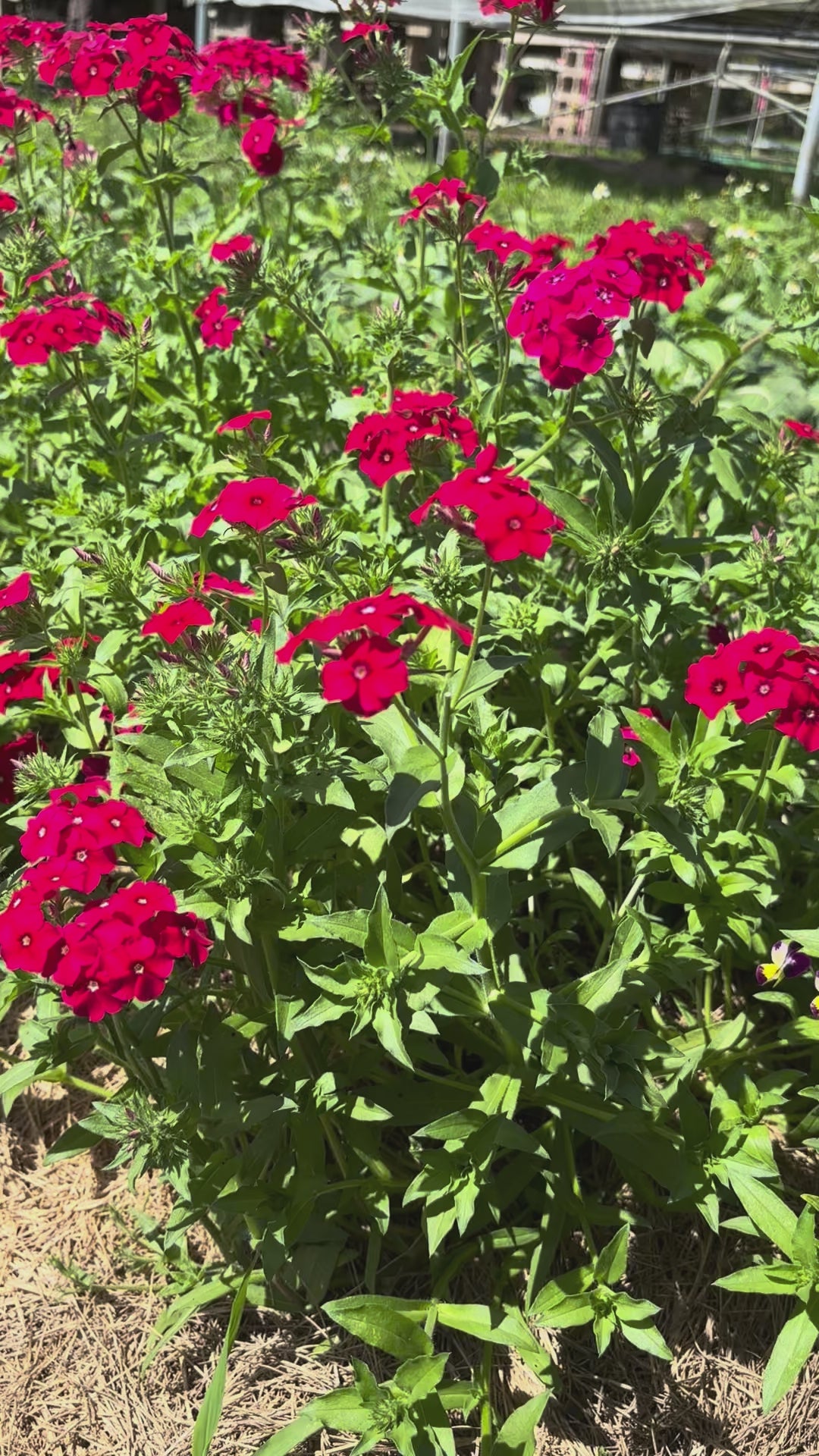 Load video: Red Phlox