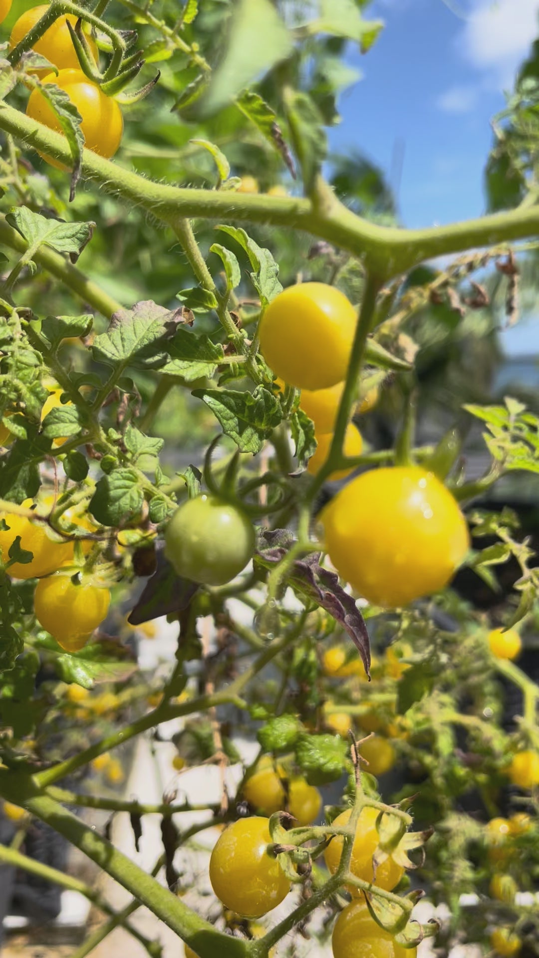 Load video: Yellow Everglades Cherry Tomatoes