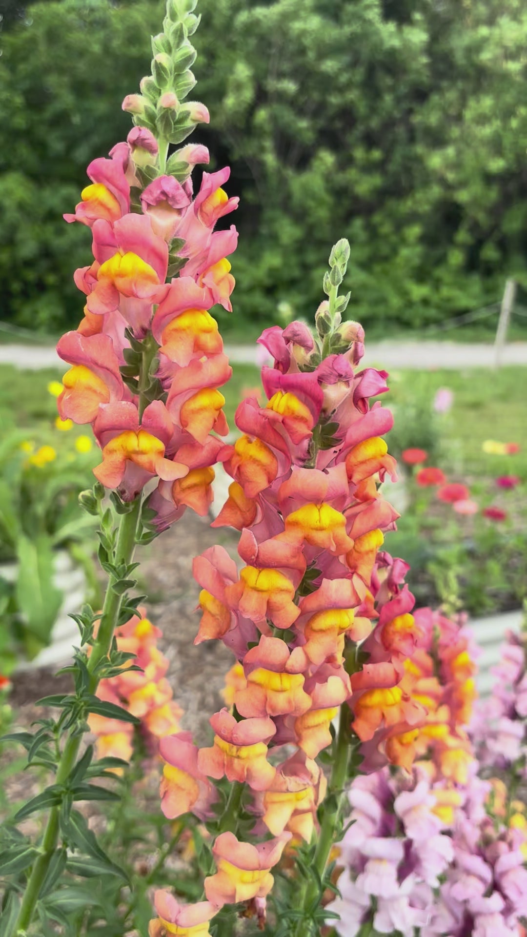 Load video: Cannes Lights Bronze Snapdragon