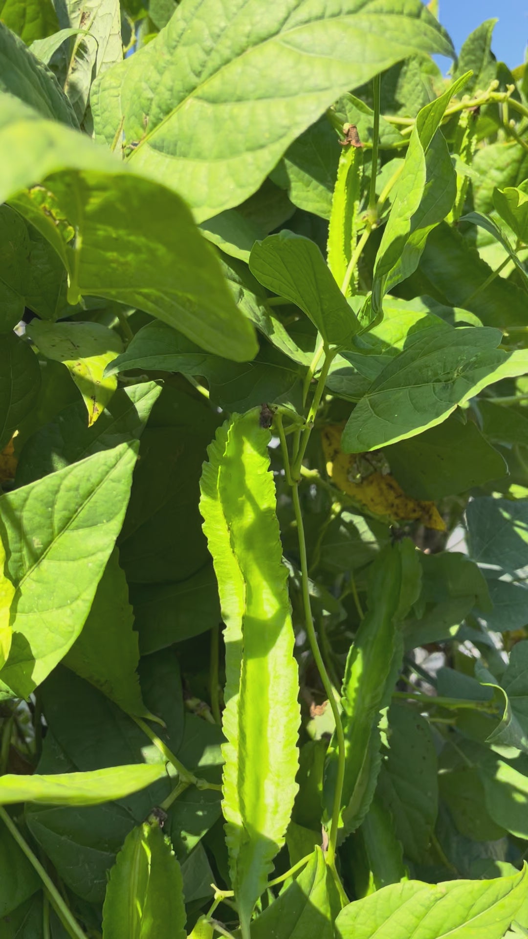 Load video: Winged Bean, Day Neutral