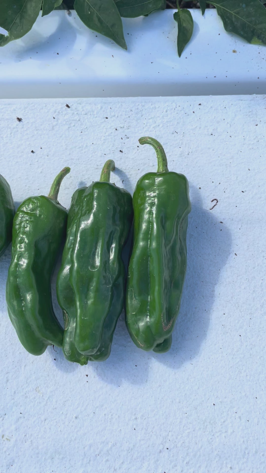 Load video: Shishito Pepper