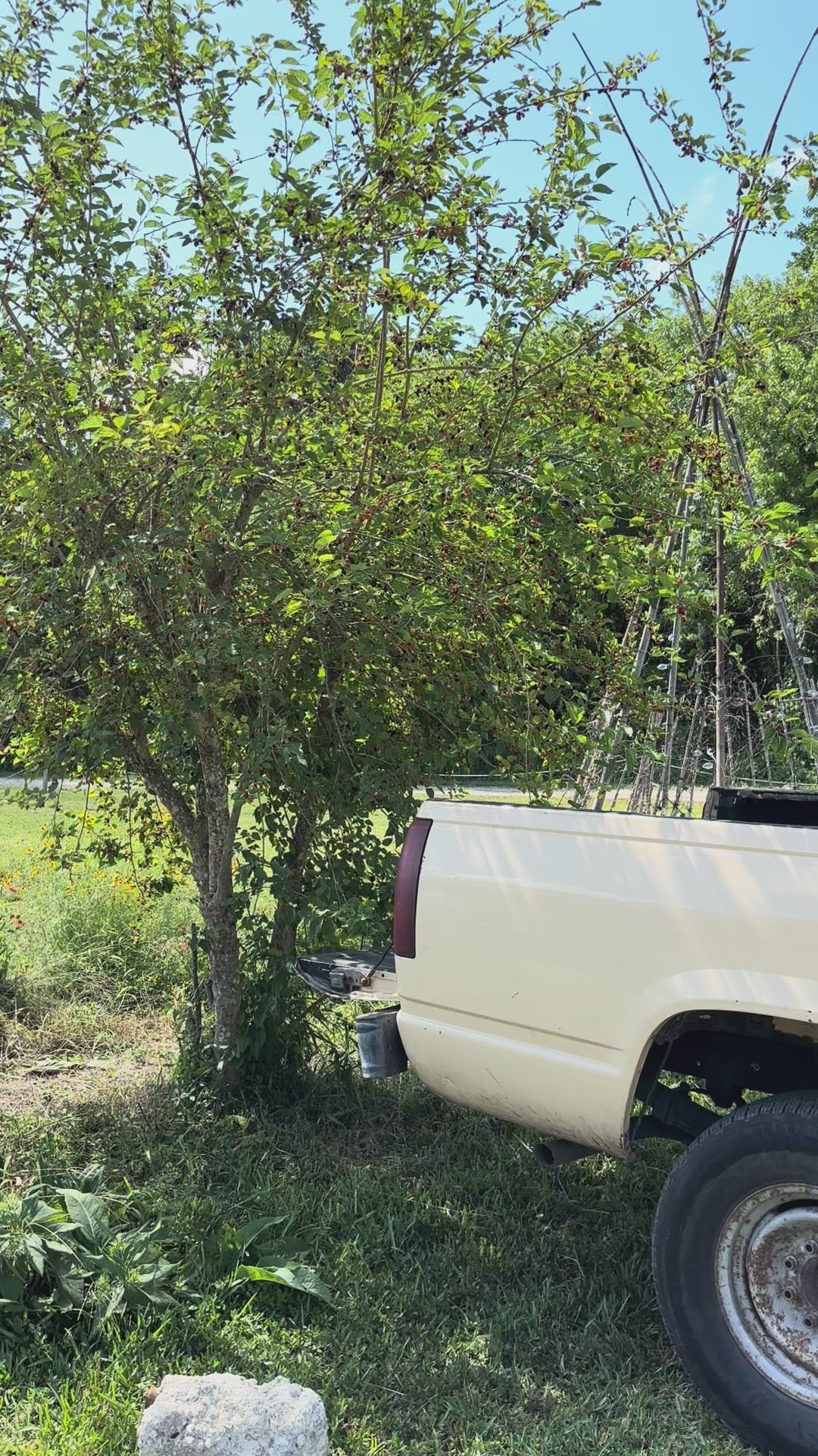 Load video: Dwarf Everbearing Mulberry Tree