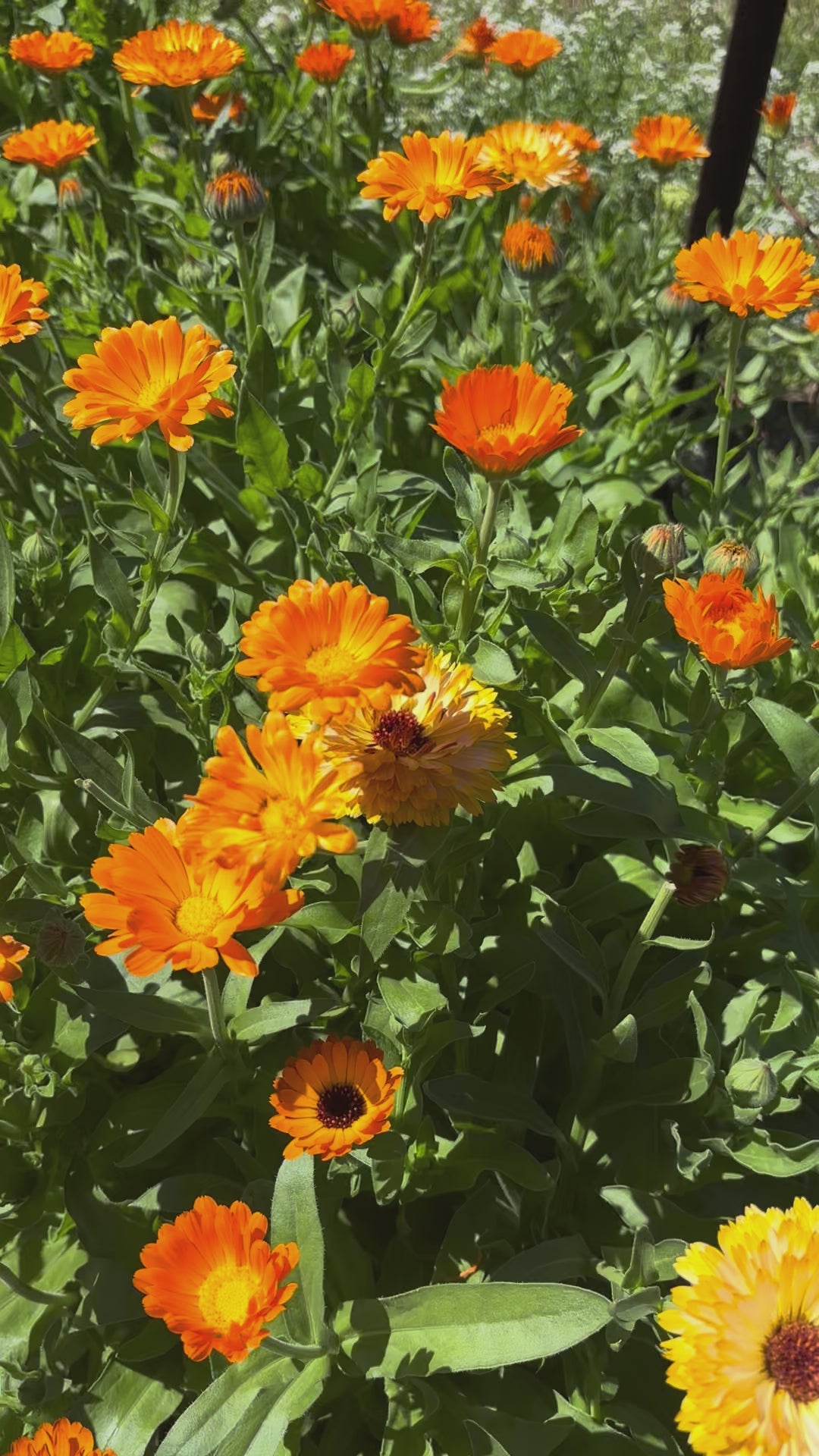 Load video: Resina Calendula