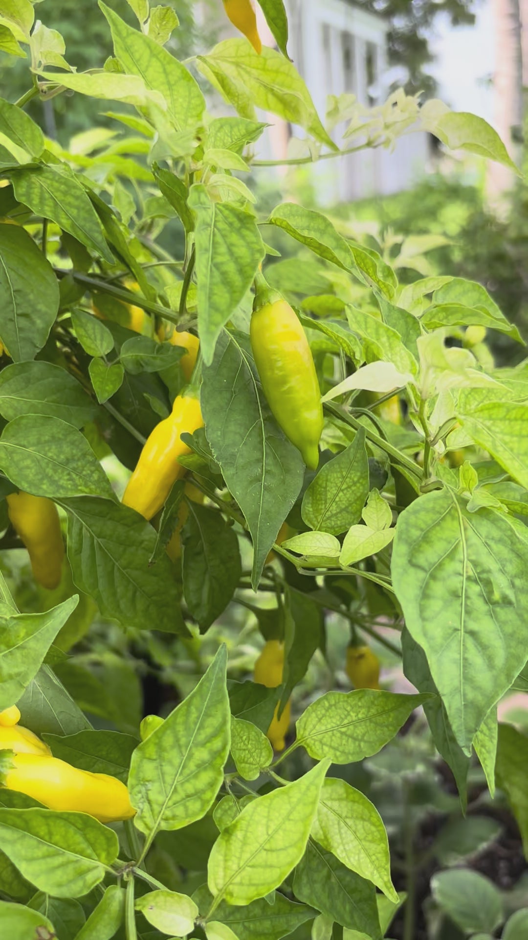 Load video: Lemon Drop Pepper