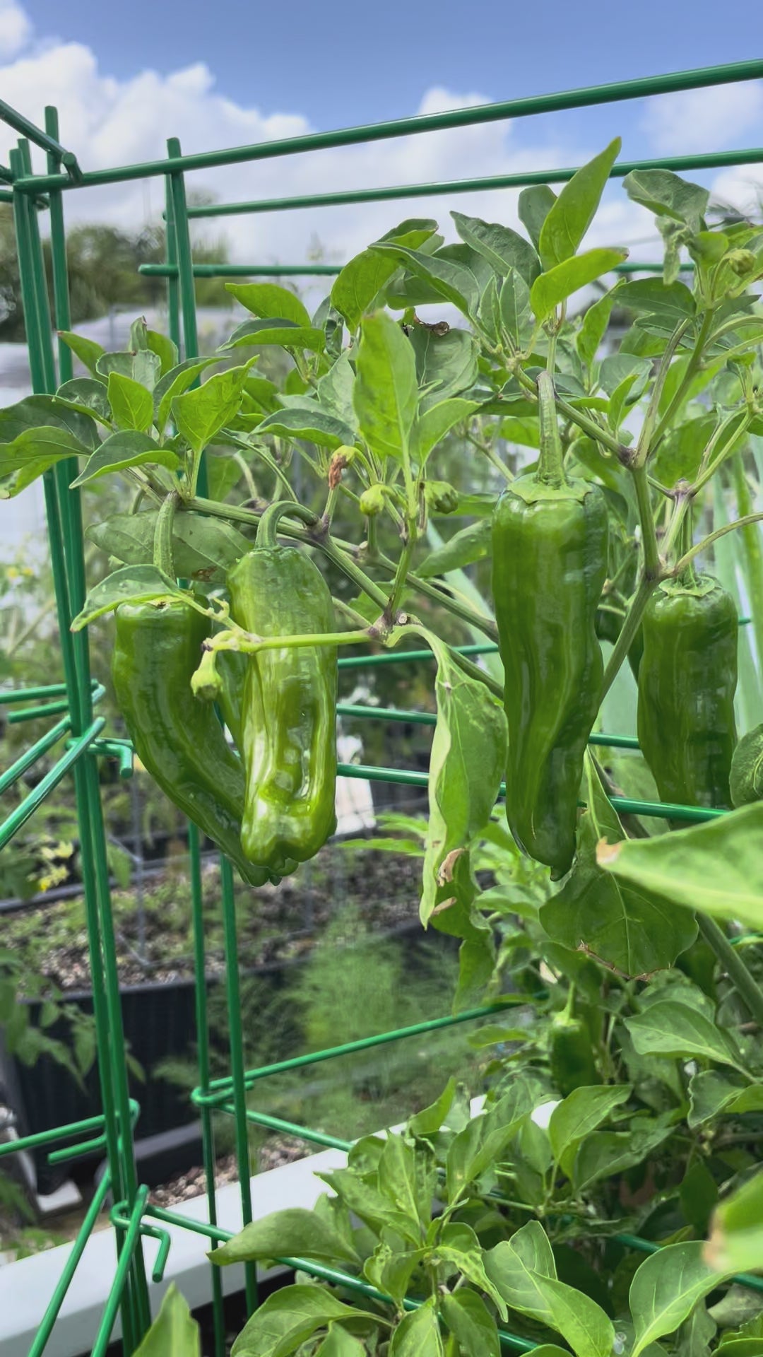 Load video: Shishito Pepper