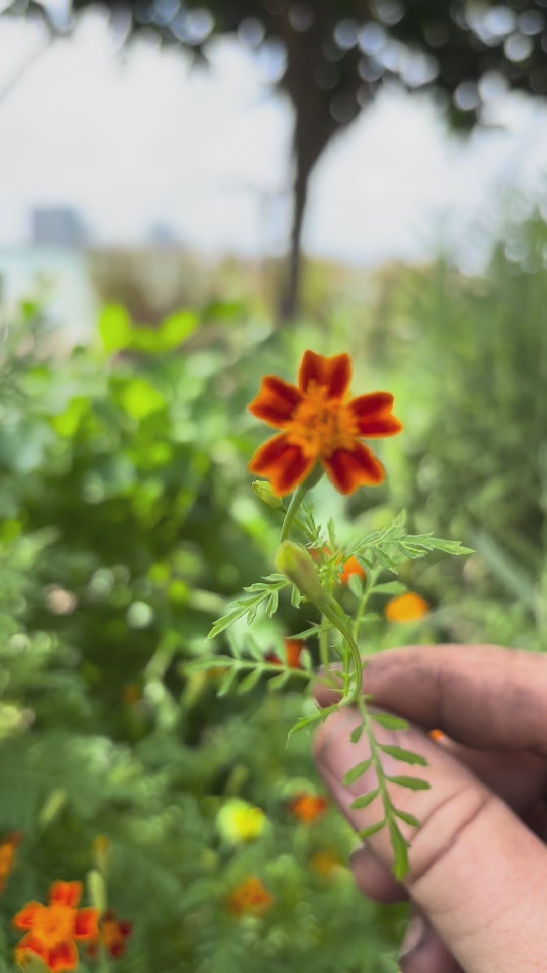 Load video: Citrus Gem Marigolds