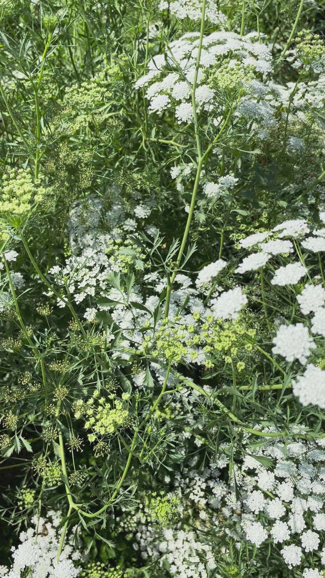 Load video: Green Mist Ammi