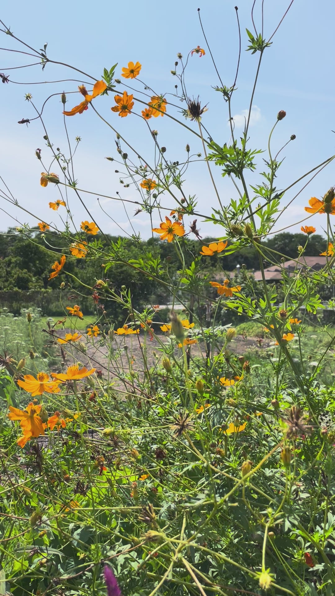 Load video: Orange Sulphur Cosmos