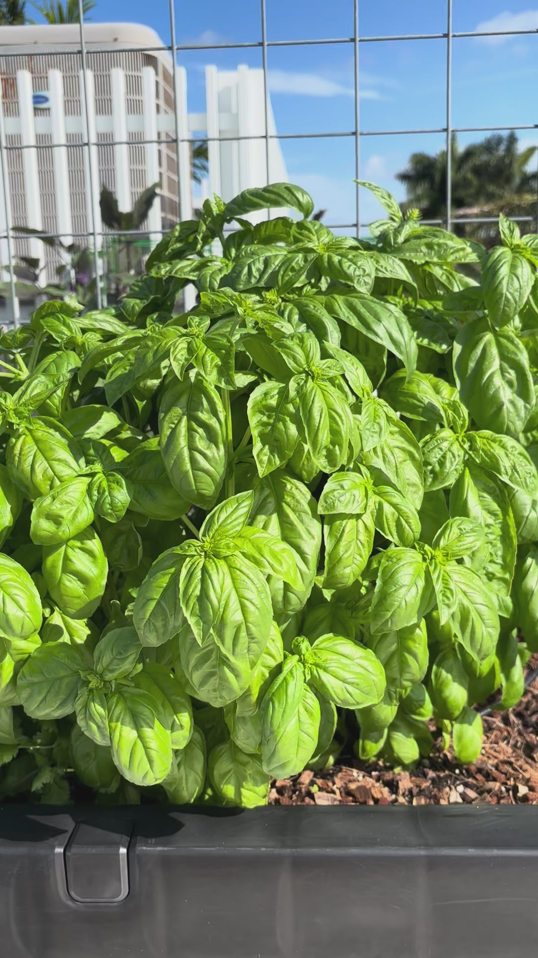 Load video: Prospera Genovese Basil