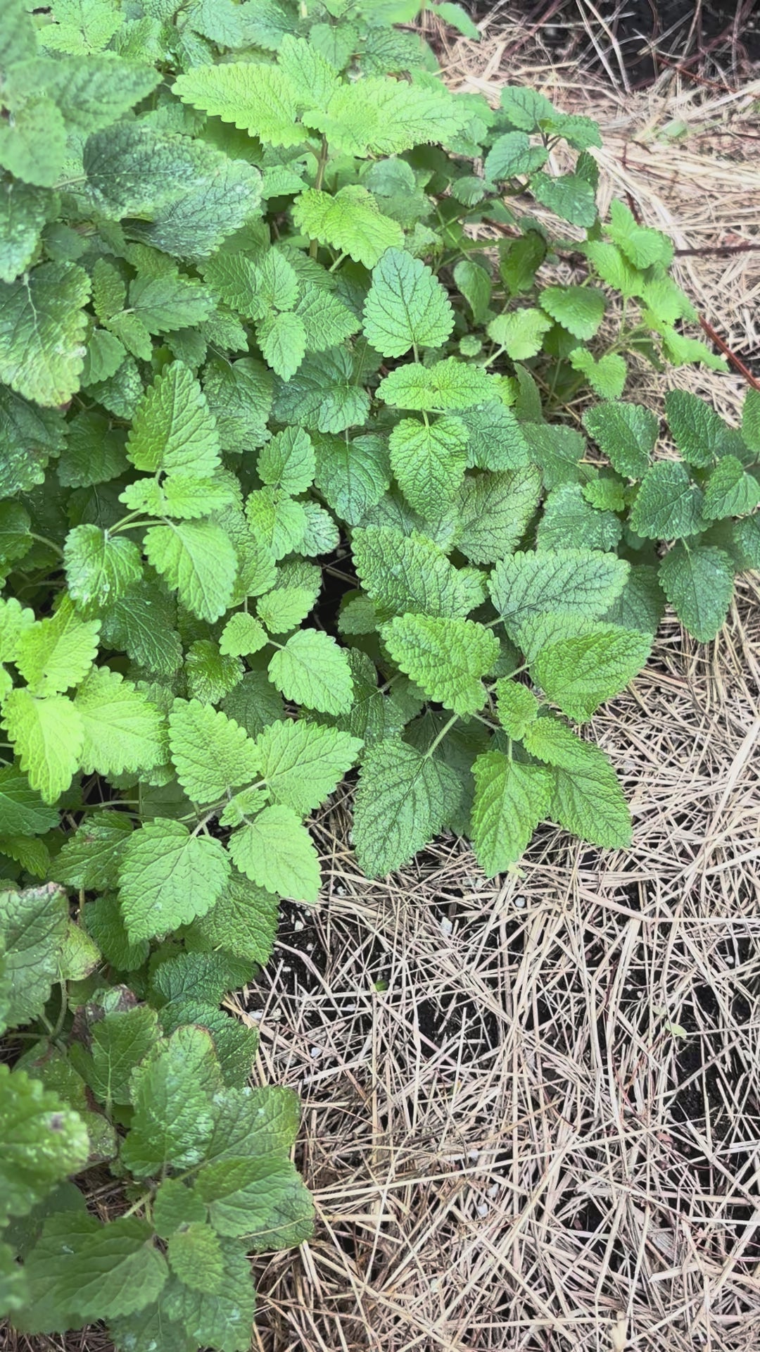Load video: Lemon Balm