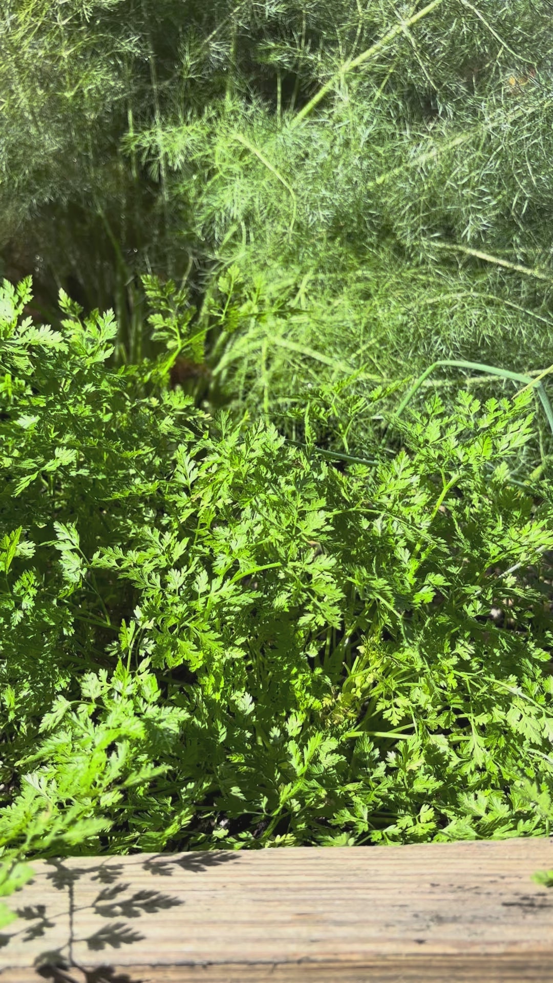 Load video: Chervil