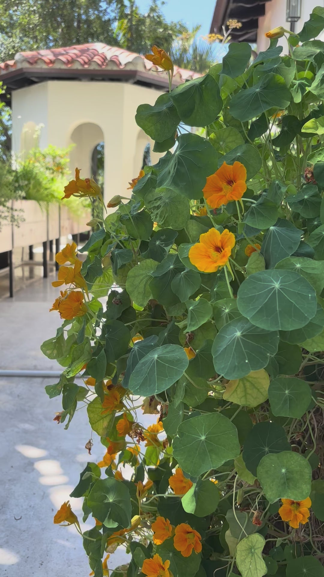 Load video: Jewel Mix Nasturtiums - 6 pack
