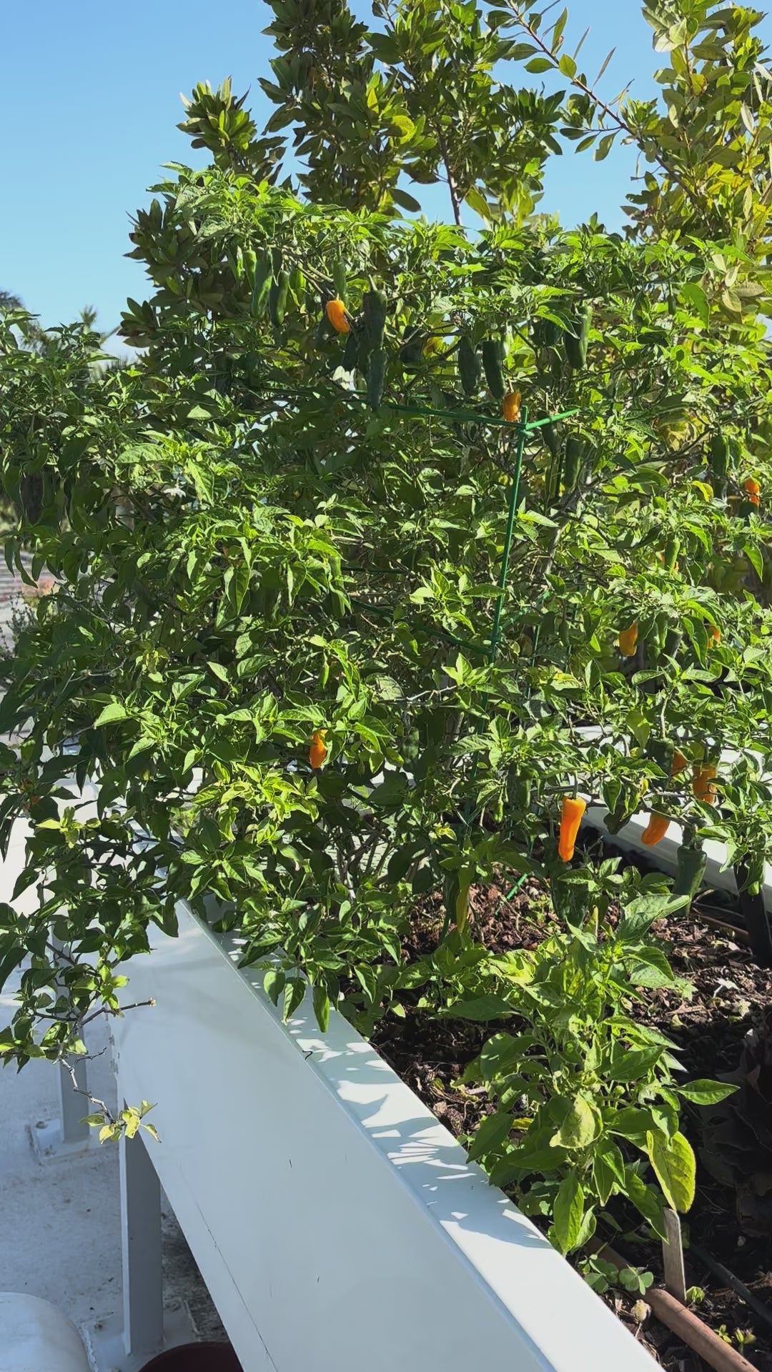 Load video: Datil Pepper