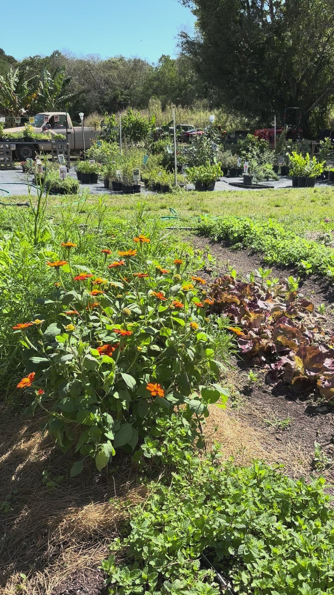 Load video: Red Tithonia - Mexican Sunflower