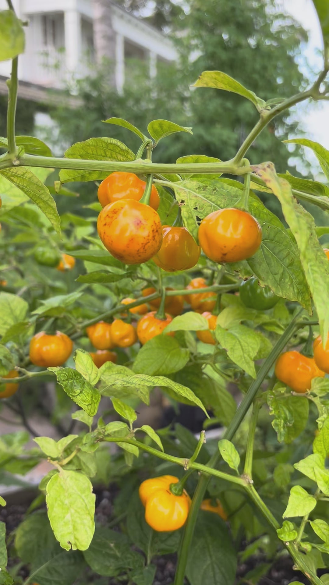 Load video: Scotch Bonnet Pepper