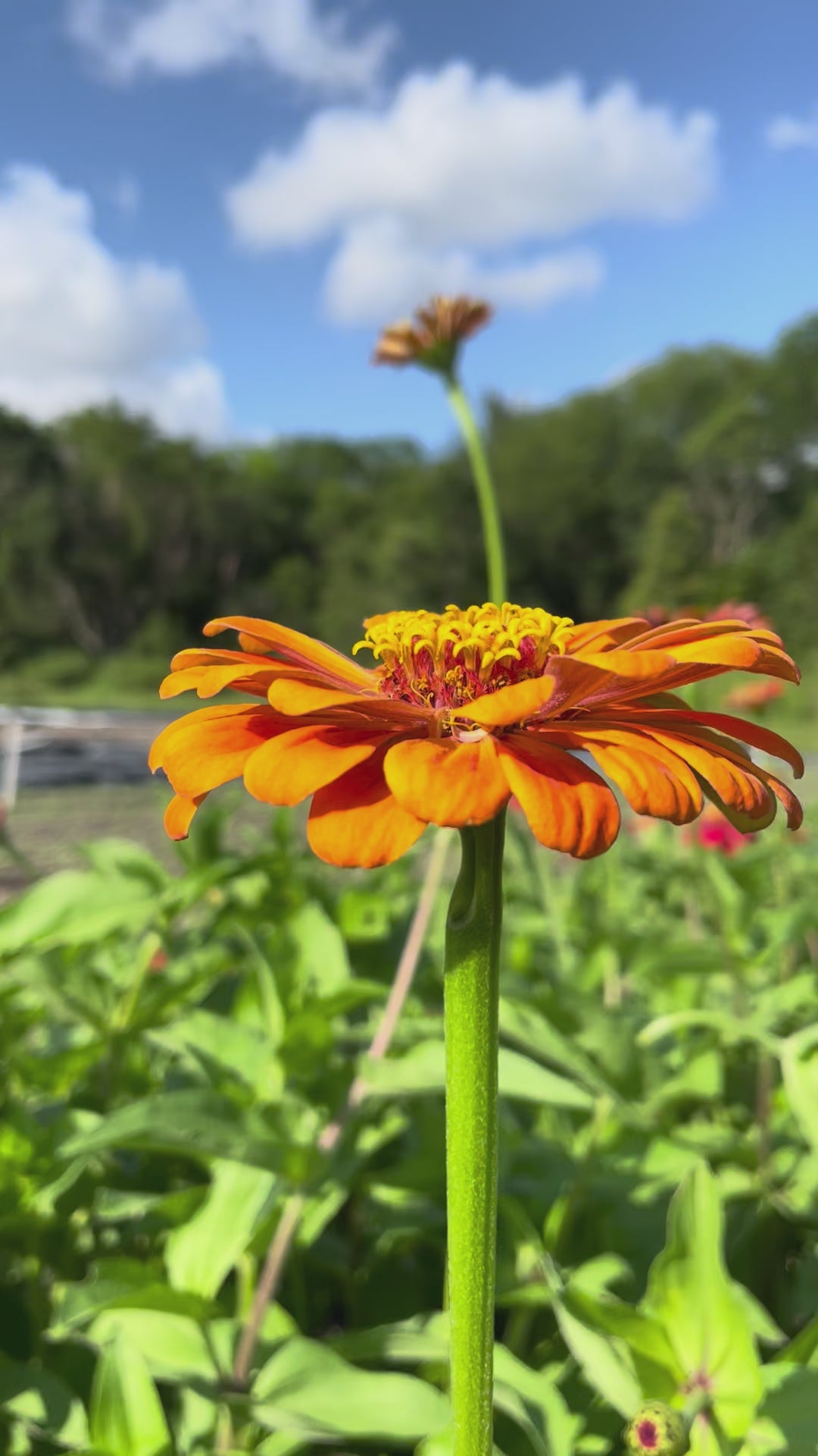 Load video: Zinnia Mix 6 pack