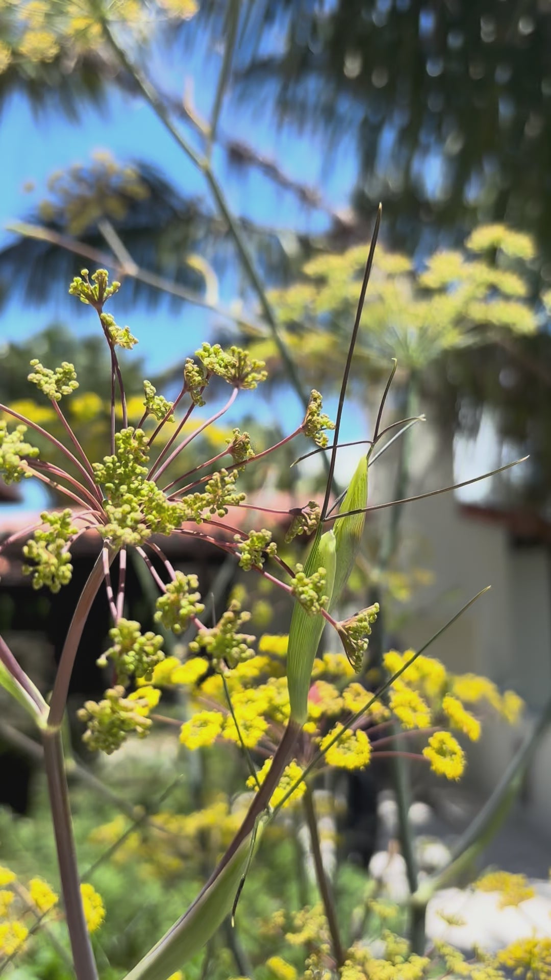 Load video: Bronze Fennel