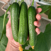 Quick Snack Cucumber
