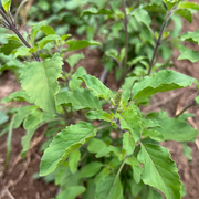 Rama Holy Basil / Tulsi