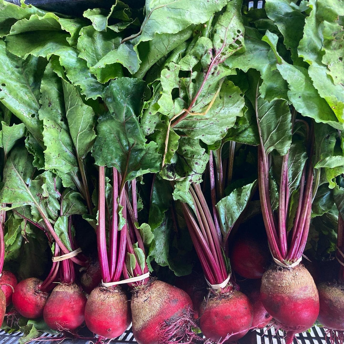 Beets - 6 pack