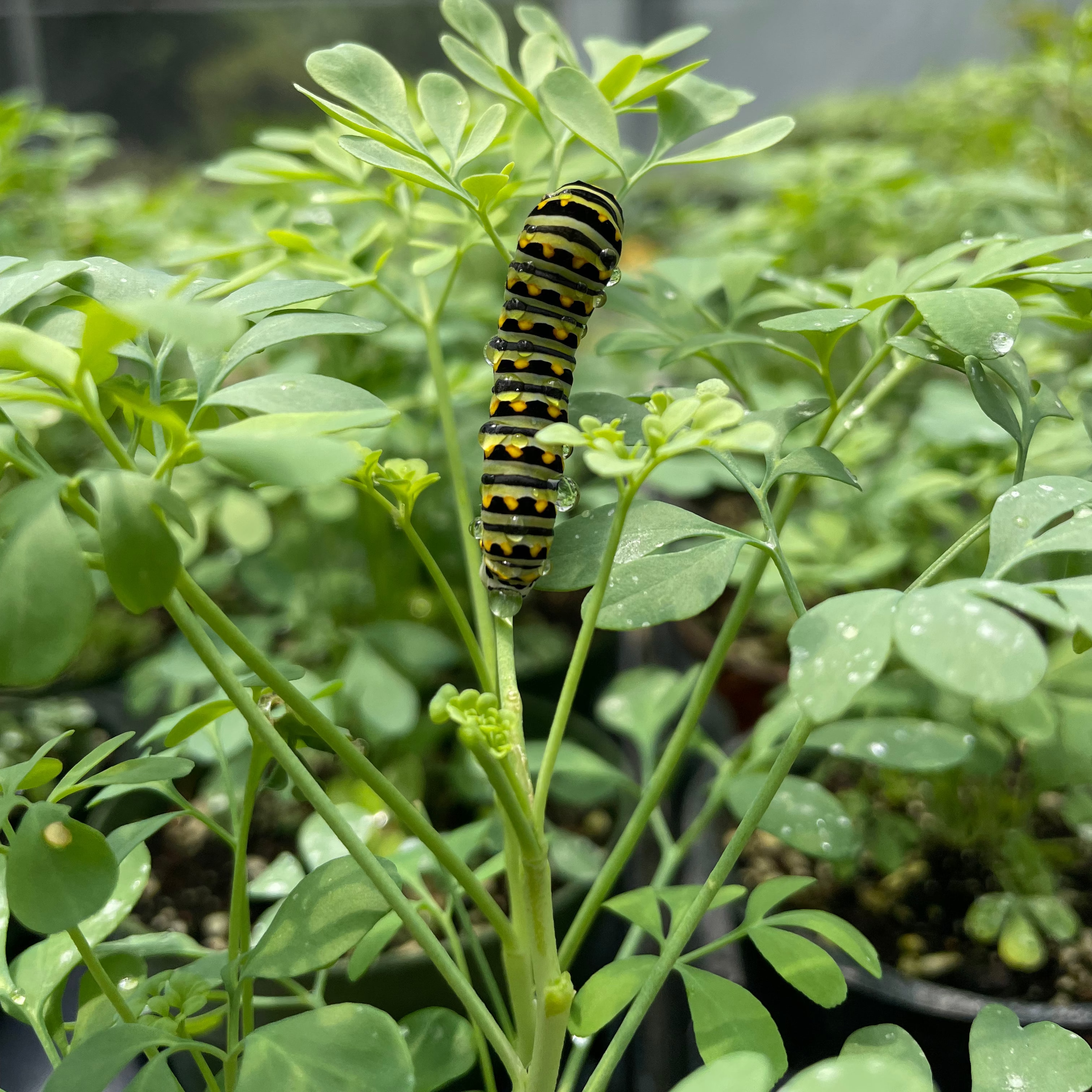 Common Rue