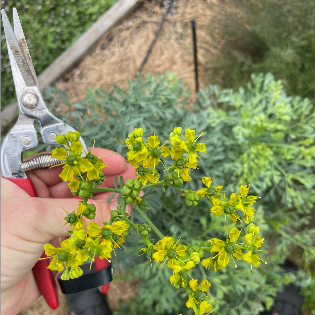 Common Rue