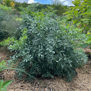 Common Rue