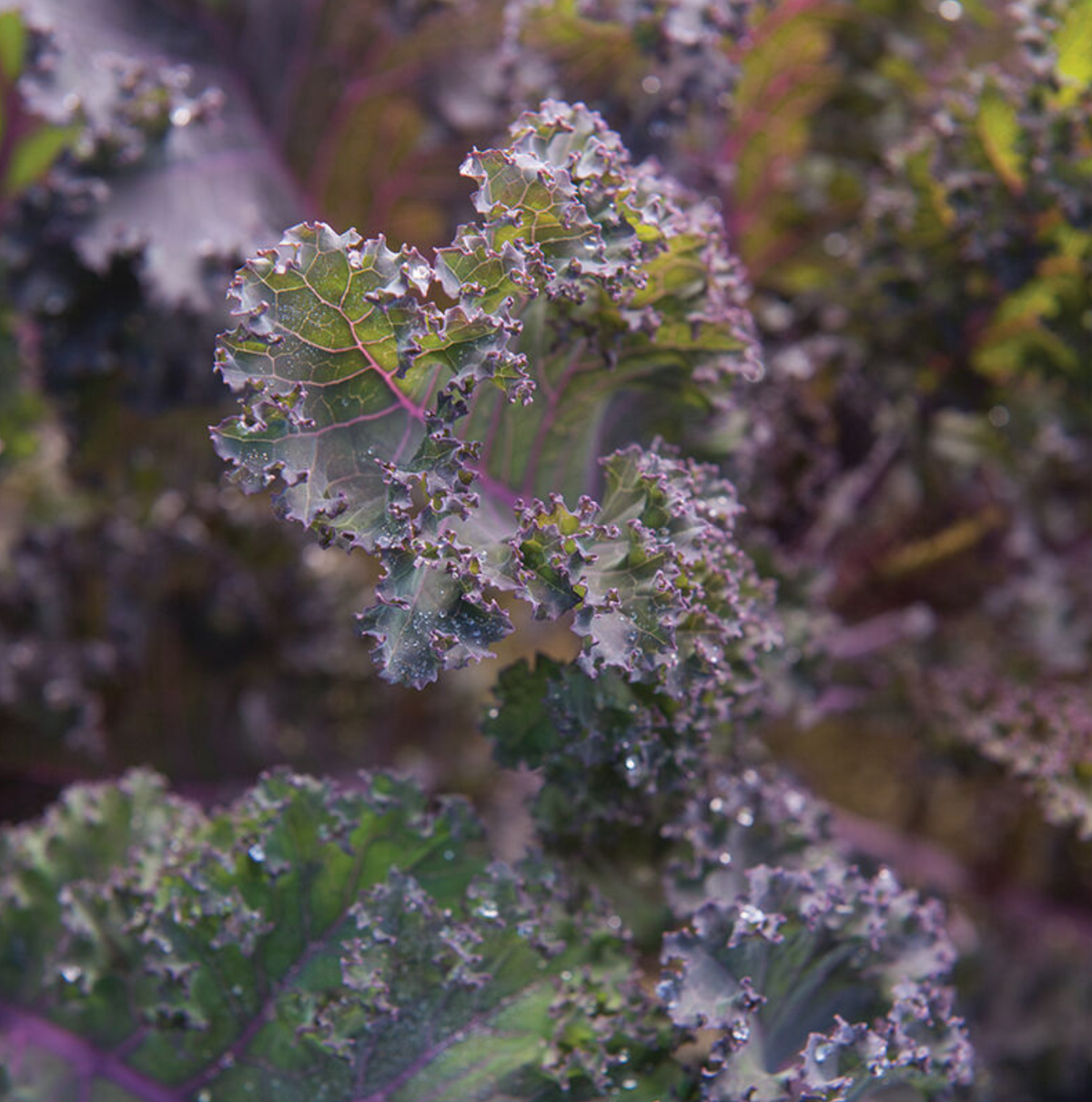 Scarlet Kale