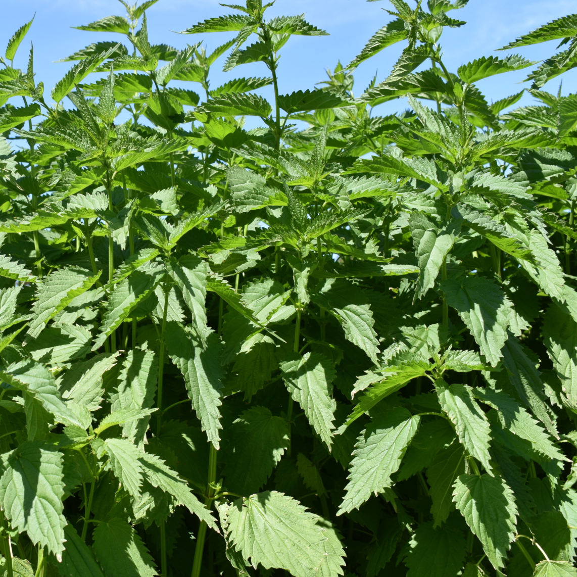 Stinging Nettle
