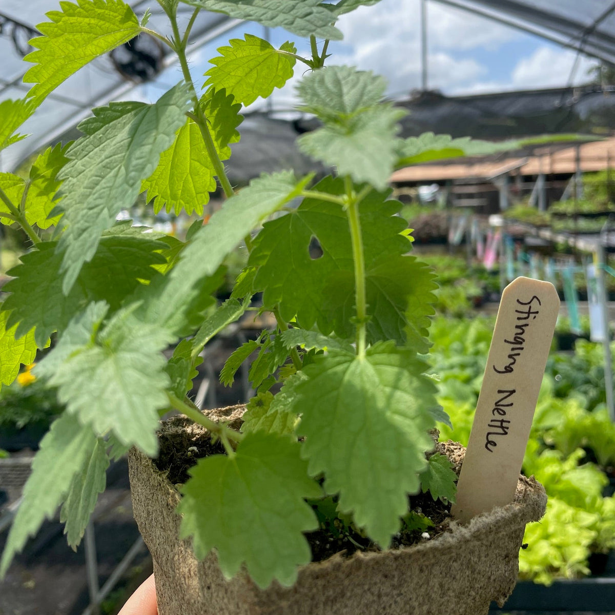 Stinging Nettle