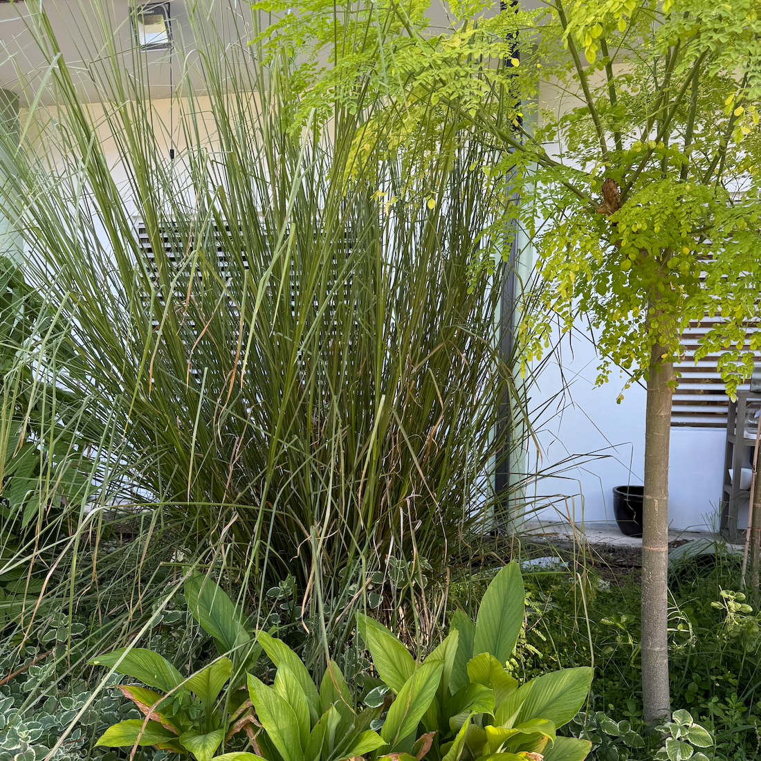 Vetiver